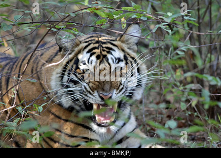 Tiger knurrend mit Wut in Ranthambhore National Park, Indien Stockfoto