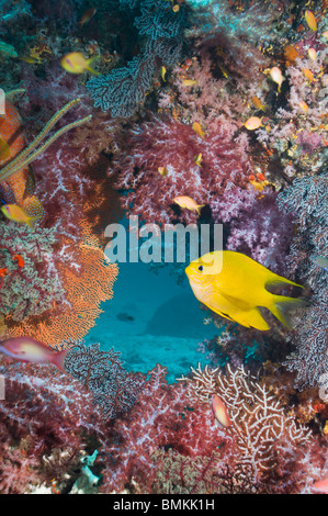 Goldener Riffbarsch mit Weichkorallen, Andamanensee, Thailand. Stockfoto