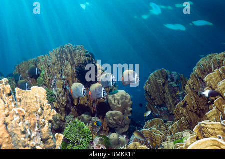 Rotschwanzboa oder Halsband Butterflyfish schwimmen über Blue Coral, ist ein lebendes Fossil.  Andamanensee, Thailand. Stockfoto