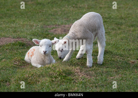 Ein paar Frühjahr Lämmer spielen auf Wiese zur Osterzeit Stockfoto