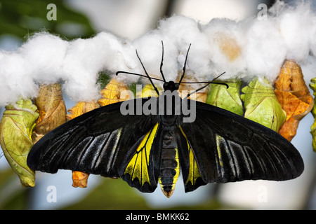 Tropischer Schmetterling (Troides Rhadamantus) auf Kokons Stockfoto