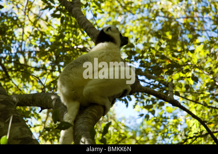 Madagaskar, Isalo. Verreaux Sifaka (Propithecus Verreauxi) - Isalo Nationalpark Stockfoto