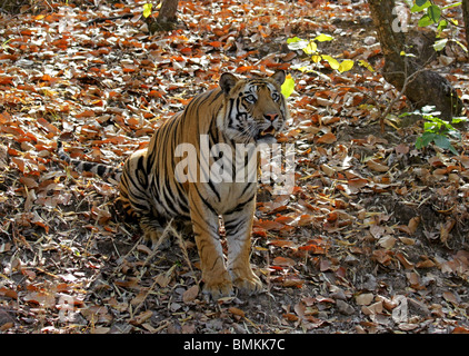 Männliche Tiger sitzen und das Nachschlagen in Bandhavgarh National Park, Indien Stockfoto