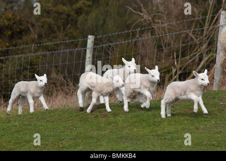 Eine Gruppe von Frühjahr Lämmer spielen auf Wiese zur Osterzeit Stockfoto