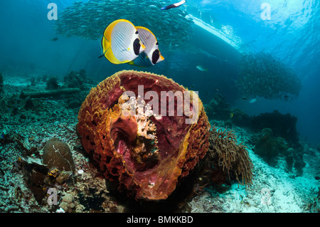 Bennets Butterflyfish schwimmen über Korallenriff mit Weichkorallen.  Andamanensee, Thailand. Stockfoto