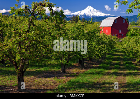 Birne Obstgärten Blatt heraus in Oregon Hood River Valley mit Mt. Hood. Stockfoto