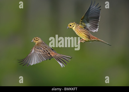 Yellowhammer Emberiza citrinella in Flugreihenfolge Stockfoto