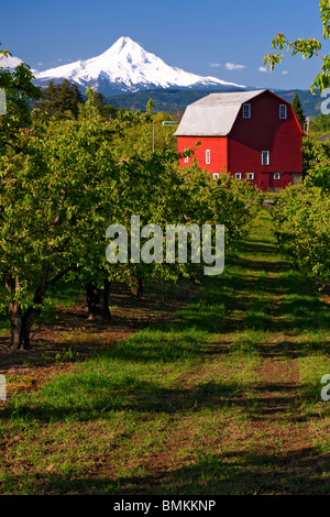 Birne Obstgärten Blatt heraus in Oregon Hood River Valley mit Mt. Hood. Stockfoto