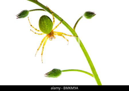 Gurken-Spinne Stockfoto