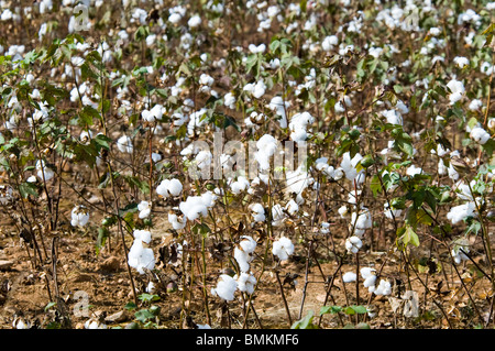 Madagaskar, Antananarivo. Baumwollfelder auf der Straße zwischen Antsokay & Mahaboboka Stockfoto