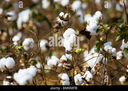 Madagaskar, Antananarivo. Baumwollfelder auf der Straße zwischen Antsokay & Mahaboboka Stockfoto