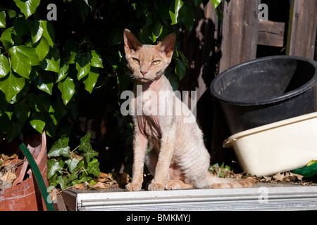 Eine junge Devon Rex - Devon Rex ist eine Rasse des intelligenten, Kurzhaar-Katze, die in England in den 1960er Jahren entstanden. Stockfoto