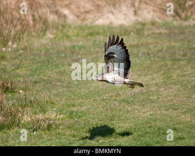 Rote Drachen Milvus Milvus Sturzflug dicht über dem Boden und auf der Jagd nach Nahrung Stockfoto