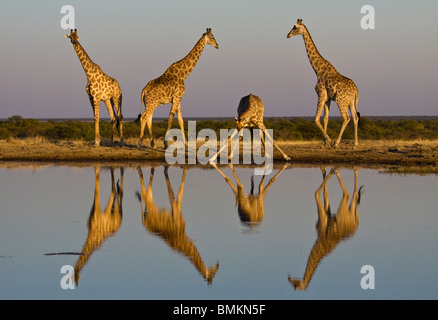Giraffen am Wasserloch, spiegelt sich im Wasser, Etosha Pan, Namibia Stockfoto