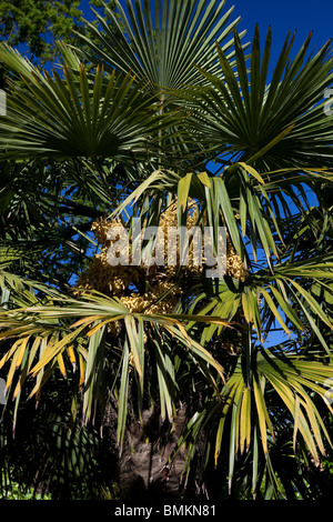 Eine große Trachycarpus Fortunei Blüte Stockfoto