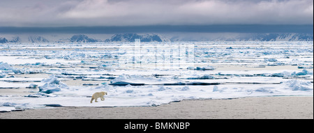 Eisbären gehen auf Eisscholle, Woodfjorden, nördlichen Spitsbergen, Svalbard, Norwegen Arktis. Stockfoto