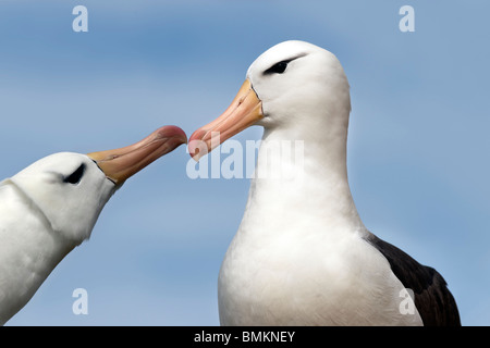 Männliche und weibliche Black-browed Albatross Begrüßung einander am Brutkolonie. Saunders Island, Falkland-Inseln Stockfoto