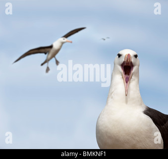 Black-browed Albatros am Brutkolonie. Saunders Island, Falkland-Inseln, Süd-Atlantik. Stockfoto