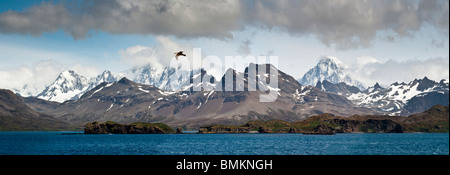 Südlichen Giant Petrel im Flug über der Küste von Süd-Georgien, Südatlantik. Stockfoto