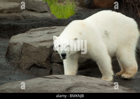 Ein großer Eisbär herum auf eine große Felsformation Stockfoto