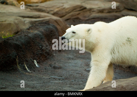 Ein großer Eisbär herum auf eine große Felsformation Stockfoto