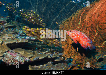 Korallen Hirschkuh mit Gorgonien, Jagd Pygmäen Kehrmaschinen am Korallenriff.  Andamanensee, Thailand. Stockfoto