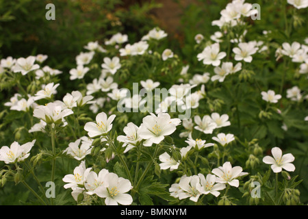 Hardy Geranium Phaeum 'Album' mit weißen Blüten im Frühjahr Stockfoto