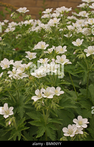 Hardy Geranium Phaeum 'Album' mit weißen Blüten im Frühjahr Stockfoto