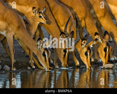 Schwarz konfrontiert Impala trinken am Wasserloch, Etosha-Pfanne, Namibia Stockfoto