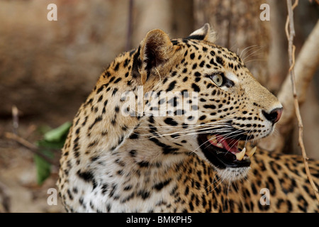 Leopard Porträtaufnahme. Foto von Ranthambhore National Park, Indien Stockfoto