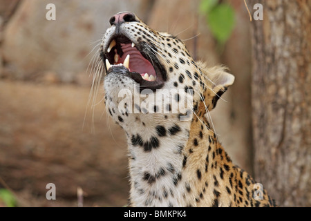 Leopard nachschlagen und zeigt seine Eckzähne. Foto von Ranthambhore National Park, Indien Stockfoto