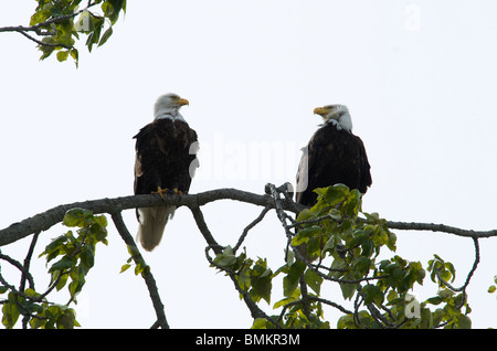 Zwei einander betrachtend Weißkopf-Seeadler Stockfoto