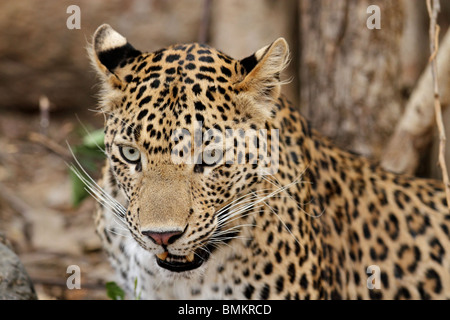 Leopard Porträtaufnahme. Foto von Ranthambhore National Park, Indien Stockfoto