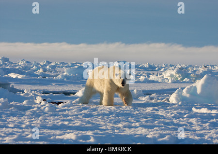 Eisbär auf 02:00 in der kanadischen Arktis Fütterung auf eine Ringelrobbe. Aufgenommen am Rande Scholle außerhalb Pond Inlet, Baffin-Insel. Stockfoto