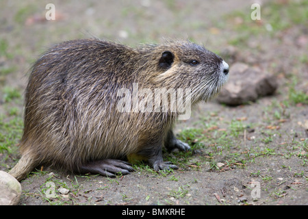 Nutria - Biber brummeln Stockfoto