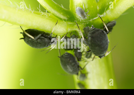 Eine Familie von Aphis Fabae Blattläuse (schwarze Bohnen-Blattlaus) an einer Pflanze Stockfoto