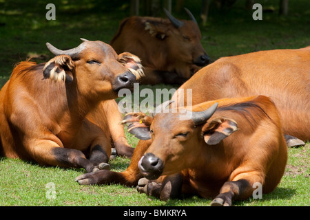 Kongo-Büffel (Syncerus Caffer Nanus) Stockfoto