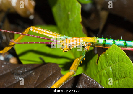 Madagaskar, Toamasina. Mehrfarbige Stabheuschrecke, Marozevo Stockfoto