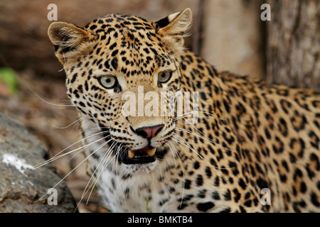 Leopard Porträtaufnahme. Foto von Ranthambhore National Park, Indien Stockfoto