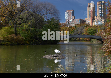 Ein Höckerschwan thront auf einem Felsen in der Nähe von Bogenbrücke im New Yorker Central Park im Herbst Stockfoto