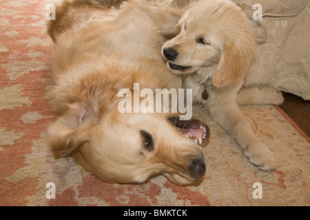Golden Retriever Hund und Welpen playfighting Stockfoto