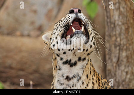 Leopard nachschlagen und zeigt seine Eckzähne. Foto von Ranthambhore National Park, Indien Stockfoto