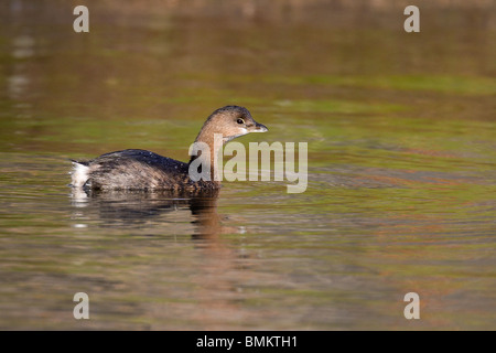Pied – abgerechnet Grebe im Wasser schweben Stockfoto