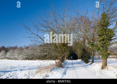 Eine Schnee gefüllt Land Spur führt in einen Tunnel aus Bäumen Stockfoto