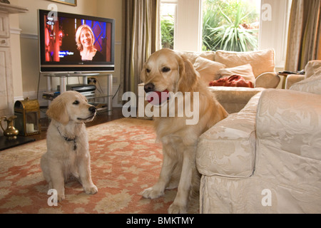 Golden Retriever Hund und Welpen sitzen in Lounge vor tv Stockfoto