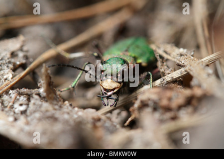 Sandlaufkäfer Cicindela Campestris, grün. Genommen auf die gröberen Russweiher, Eschenbach in der Oberpfalz, Deutschland Stockfoto