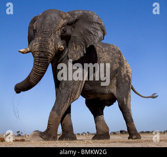 Niedrigen Winkel Elefant, Etosha Pfanne, Namibia Stockfoto