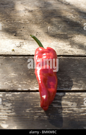 Ein frischer Romano Paprika, gewachsen in der Provence, Südfrankreich. Stockfoto