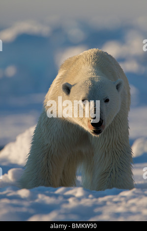 Eisbär auf 02:00 in der kanadischen Arktis Fütterung auf eine Ringelrobbe. Aufgenommen am Rande Scholle außerhalb Pond Inlet, Baffin-Insel. Stockfoto