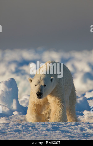 Eisbär auf 02:00 in der kanadischen Arktis Fütterung auf eine Ringelrobbe. Aufgenommen am Rande Scholle außerhalb Pond Inlet, Baffin-Insel. Stockfoto